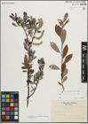Foto von Salix myrsinifolia Salisb. x Salix phylicifolia L.